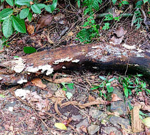 Parque Natural Obô do Príncipe