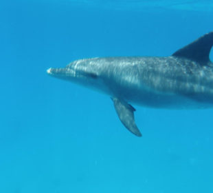 Delfintour mit Dirk!