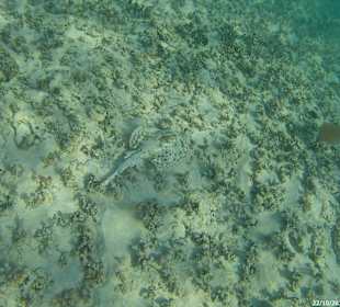 Schnorcheln Bayahibe