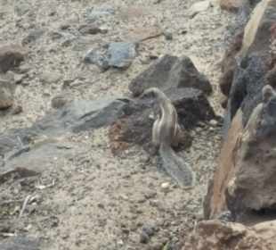 Strand Playa de Esquinzo / Playa de Butihondo