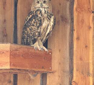 Irrland Bauernhof-Erlebnisoase