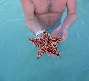 Seesterne werden auf einer Sandbank bewundert