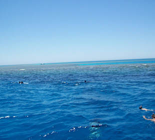 Schwimmen mit Delfinen