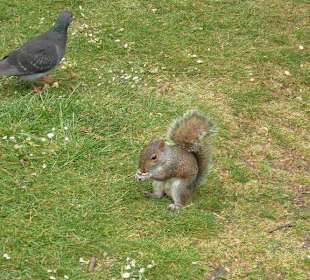 Tauben & Eichhörnchen