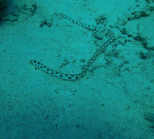 Gepunkteter schlangenaal