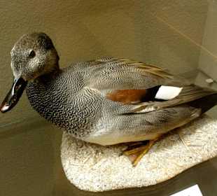 Vogelmuseum in der Museumsanlage