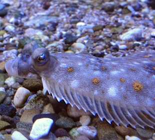 Aquarien im Nationalpark-Haus