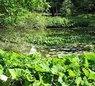 Am Bamberger Hainweiher
