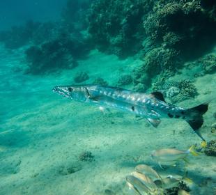 Großer Barrakuda