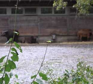 Tierpark