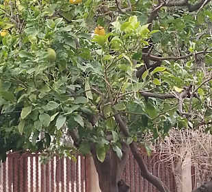 Im Bischofsgarten / Jardí del Bisbe von Palma