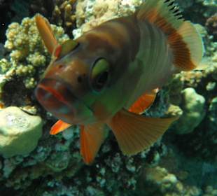 Ein schöner bunter Fisch