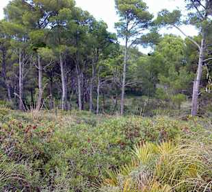 Weg zur Cala Mesquida