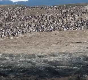 Bootsfahrt Beaglekanal