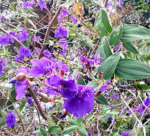 Botanischer Garten Monte Palace