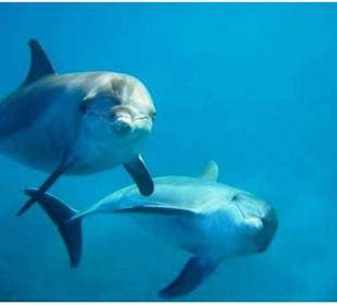  Delfinschwimmen in Ägypten-Delfintour Hurghada 