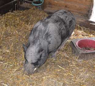 Irrland Bauernhof-Erlebnisoase