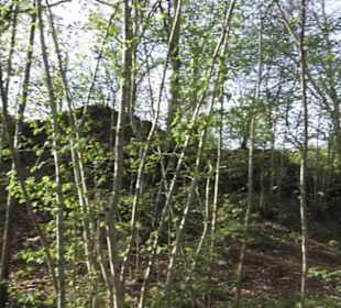 Ruine Monsberg