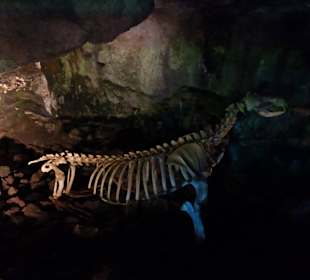 Ein ausgestelltes Seelöwen-Skelett