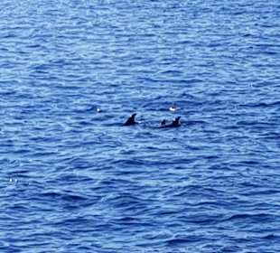 Delfin Tour Makadi Bay