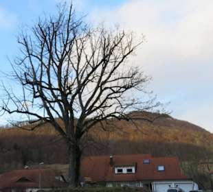 Schillerlinde Unterhausen