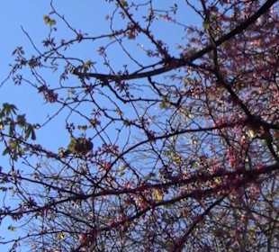 Real Jardín Botánico de Madrid