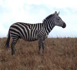 Modeleczka, pięknie pozowała