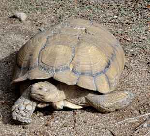 Landschildkröten in der Sonne