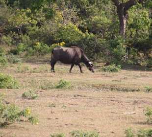 Yala Nationalpark