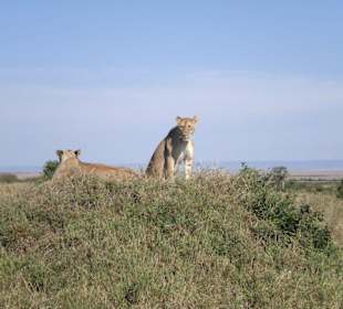 Löwin Massai Mara