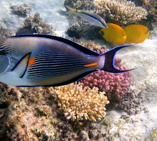 Schnorcheln Makadi Bay