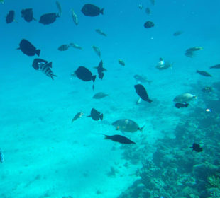 Hausriff - iPhone 5 im DiCAPac Plastik Case