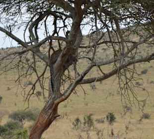 Leopard im Baum, Taita Hills