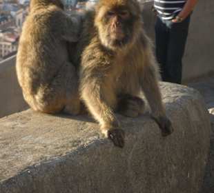 Affe zum Sprung bereit