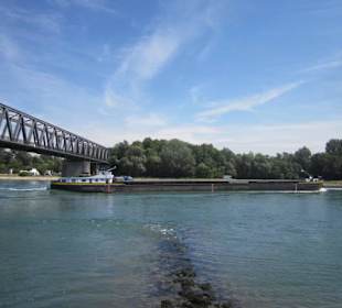 Am Rhein in Germersheim