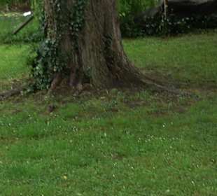 Baumlehrpfad Glacis Park