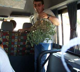 Toni erklärt uns den Erdnusstrauch