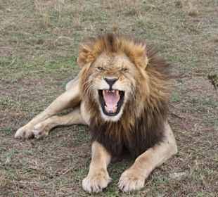 Julius Tact / JT Safaris