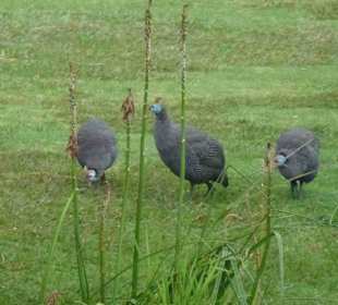 Botanischer Garten Kirstenbosch