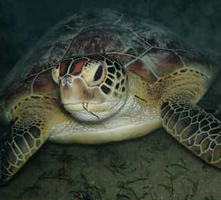 Schnorcheln Coraya Bay Marsa Alam