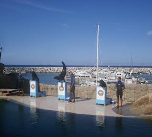 Ocean World Sea Lion Show