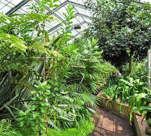 Im Palmenhaus des Botanischen Gartens