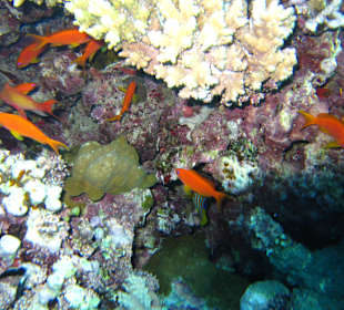 Unbedingt ins Meer, traumhaft