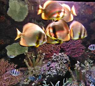 Aquarium Antalya