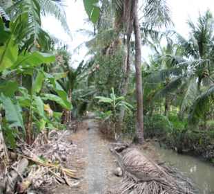 Mitten durch den Urwald!