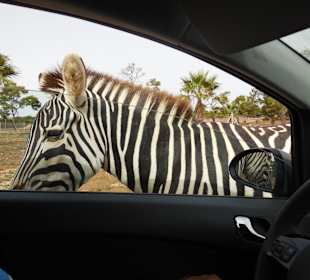 Zoo mit eigenem Auto befahren