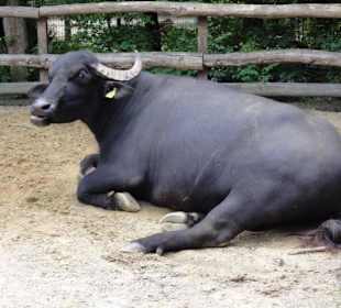 Zoologischer Garten 2016