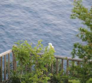 Ristorante Locanda Costa Diva Praiano Amalfi