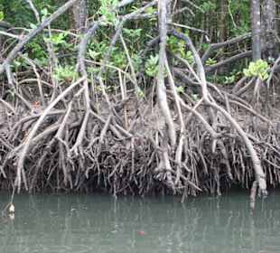 Le mangrovie