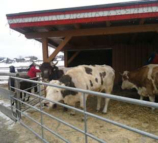 Gut Aiderbichl Rinderbereich